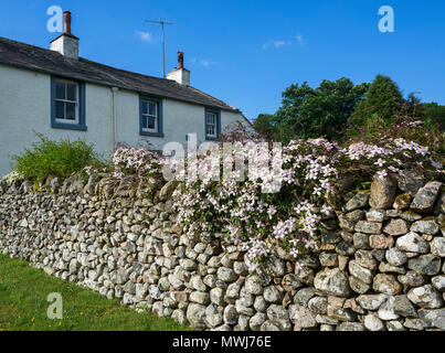 Clematis Montana Rubens growing on a cottage garden stone wall in spring. Stock Photo
