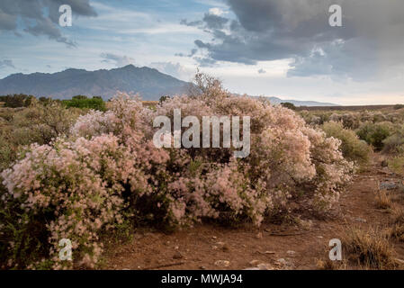 Apache Plume, (Fallugia paradoxa), Sierra ladrones, Socorro co.,New Mexico, USA.
