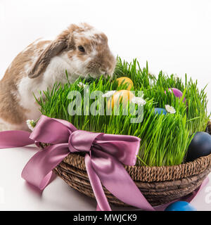 Rabbit near basket with grass and painted in different colors eggs, easter concept Stock Photo