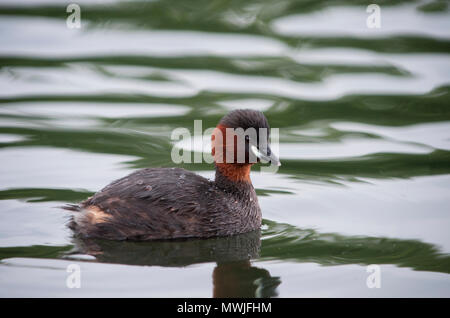 adult male Little Grebe, (Tachybaptus ruficollis), also known as dabchick, on water, Walthamstow Wetlands, London, United Kingdom Stock Photo