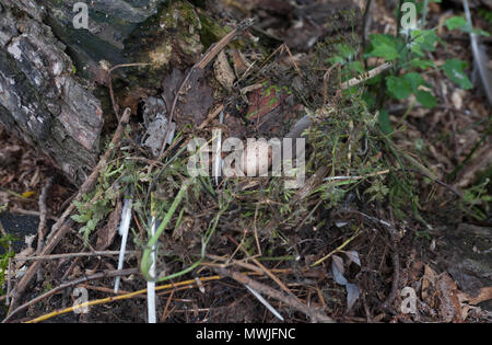 nest and single egg of Common Moorhen, Gallinula chloropus, also known as Moorhen, Swamphen, Regent's Park, London, United Kingdom Stock Photo