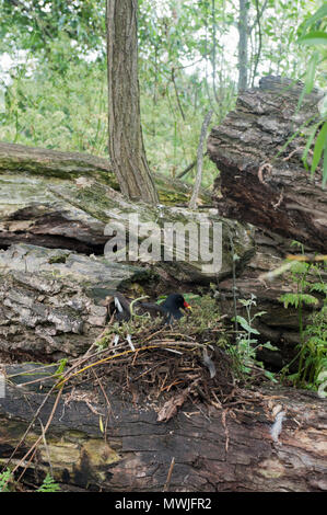 adult Common Moorhen, (Gallinula chloropus), also known as Moorhen, Swamphen, incubating eggs in a ground nest, Regents Park, London, United Kingdom Stock Photo