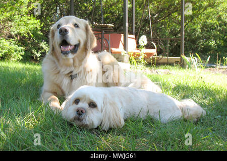 Golden Retriever and Lhasa Apso Lying on the Grass Stock Photo