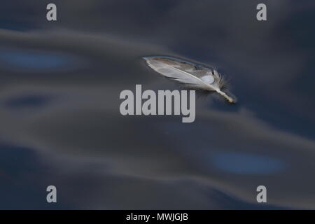Feather floating on water Stock Photo