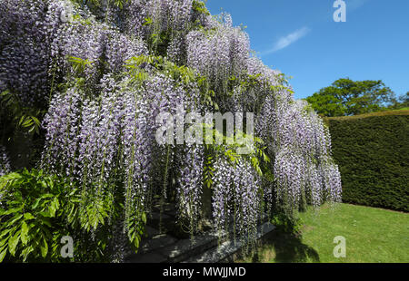 Wisteria floribunda 'Macrobotrys' tree in bloom at Exbury Gardens  Hampshire, UK Stock Photo - Alamy