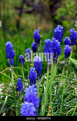 Blue perspective by grape-hyacinths on green , fuzzy background