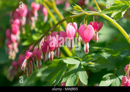 beautiful unusual bright flowers Dicentra formosa Stock Photo
