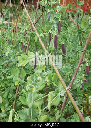 Purple Podded Peas - Blauwschokkers Stock Photo