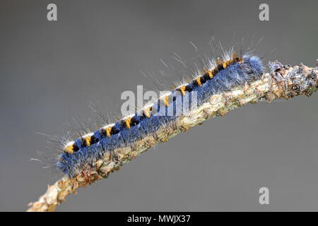 Northern oak eggar caterpillar, Lasiocampa quercus, moth from Finland Stock Photo