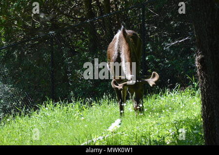 Moose grazing in the woods Stock Photo