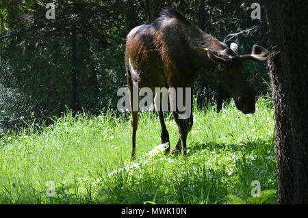 Moose grazing in the woods Stock Photo