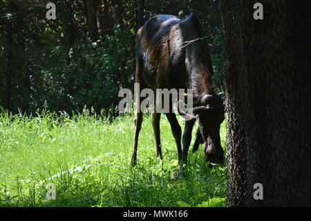 Moose grazing in the woods Stock Photo