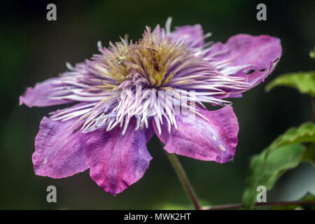 Clematis " Crystal Fountain " close up flower Stock Photo