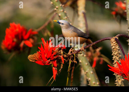 The chestnut-tailed starling or grey-headed myna (Sturnia malabarica), Satchari National Park, Habiganj, Bangladesh Stock Photo