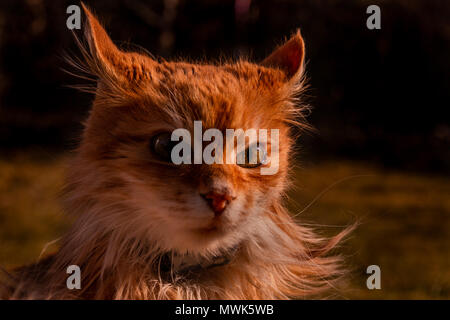Portrait of a red long haired cat sitting outside in spring Stock Photo