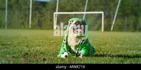 Little dog is sitting on the football field. The pug wears a bathrobe   with soccer motives. He is attentive and guards a small football. It's a sunny Stock Photo