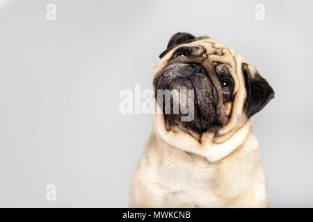 studio shot of funny pug dog, isolated on grey Stock Photo