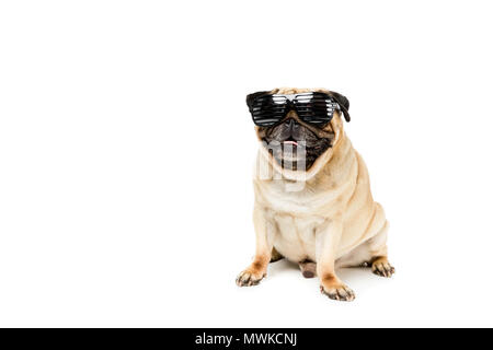 Funny pug dog with sunglasses in toy car on yellow background Stock Photo -  Alamy
