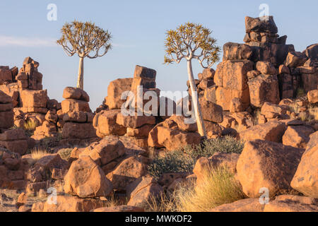 Quiver Tree Forest, Keetmanshoop, Namibia, Africa Stock Photo