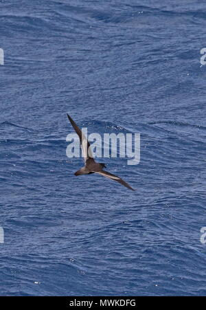 Bulwer's Petrel (Bulweria bulwerii) adult in flight low over the sea  Cape Verde, Atlantic Ocean                 May Stock Photo
