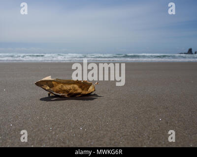 Single crab shell on Crescent Beach Oregon in sharp focus with waves in the background Stock Photo