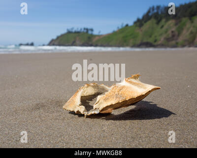 Empty crab shell on Crescent Beach Oregon in the sunlight close up Stock Photo