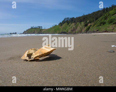 Empty crab shell on Crescent Beach Oregon with bluff in the background with deep depth of field Stock Photo