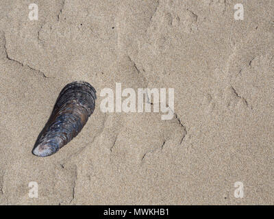 Single mussel shells on Crescent Beach Oregon artfully placed in the ...
