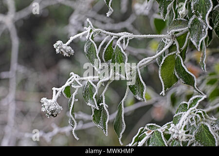 Ivy Hedera helix covered in frost, Oxfordshire, England, UK, November 2005 Stock Photo