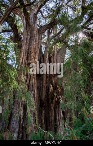 Tree of Tule, located in the church grounds in the town centre of Santa María del Tule. It is a Montezuma cypress (Taxodium mucronatum), or ahuehuete. Stock Photo