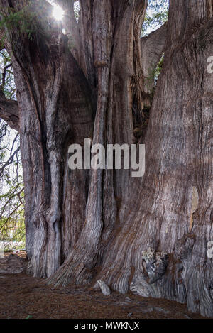 Tree of Tule, located in the church grounds in the town centre of Santa María del Tule. It is a Montezuma cypress (Taxodium mucronatum), or ahuehuete. Stock Photo