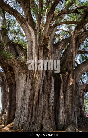 Tree of Tule, located in the church grounds in the town centre of Santa María del Tule. It is a Montezuma cypress (Taxodium mucronatum), or ahuehuete. Stock Photo