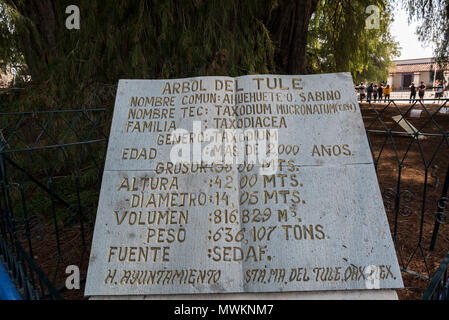 Tree of Tule, located in the church grounds in the town centre of Santa María del Tule. Plaque with measurements,, Oaxaca, Mexico Stock Photo