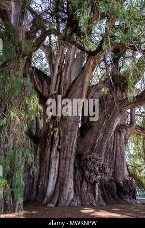 Tree of Tule, located in the church grounds in the town centre of Santa María del Tule. It is a Montezuma cypress (Taxodium mucronatum), or ahuehuete. Stock Photo