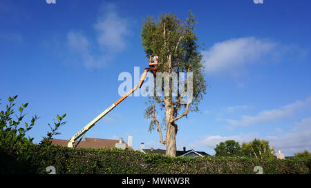 Trimming a tall Eucalyptus tree using a 'Cherrypicker' crane Stock Photo
