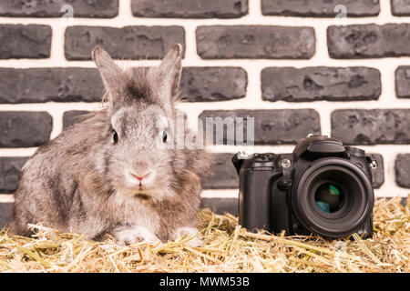 Gray rabbit sitting on hay near a black camera Stock Photo