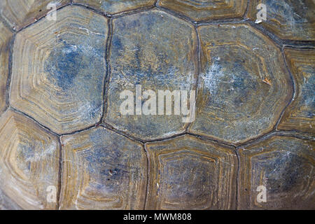 Detail of California Desert Tortoise shell Stock Photo