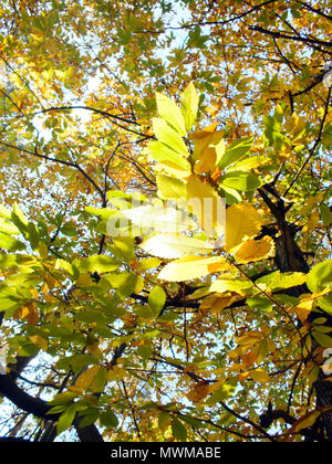 Beech Leaves Changing Colour in Autumn Stock Photo