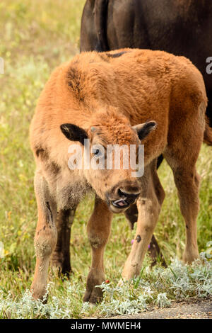 Spring Time Bison A Bison or Buffalo herd, foraging with their calves during Springtime ...