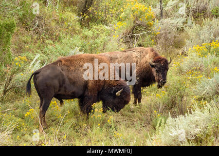 Plains bison (Bison bison), Theodore Roosevelt National Park (South Unit), North Dakota, USA Stock Photo