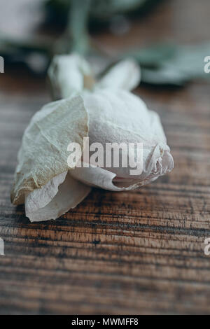 Close up of a wilting white rose Stock Photo