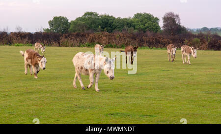 A herd of New Forest donkeys on the move, Hampshire, UK Stock Photo