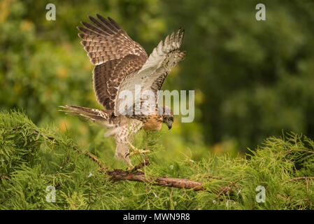 Juvenile red tailed hawk (Buteo jamaicensis walking around on a branch and flapping its wings in the hours before its first flight. Stock Photo