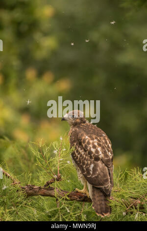 A fledgling red-tailed hawk (Buteo jamaicensis) in a tree. It has not yet flown but it soon fledged and left the tree and the nest in it behind. Stock Photo