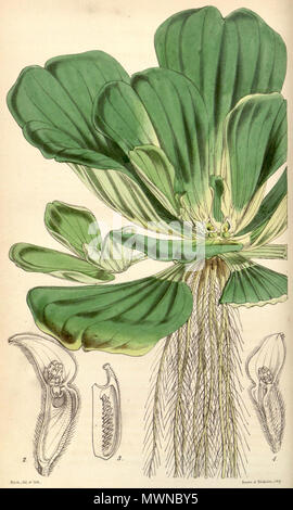 . English: Pistia stratiotes botanical drawing . 1851. W. Fitch (d. 1892) 486 Pistia stratiotes CBM Stock Photo