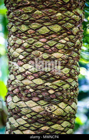 The bark of Dioon spinulosum (Gum Plant) Stock Photo