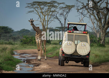 Masai giraffe stands before jeep on track Stock Photo