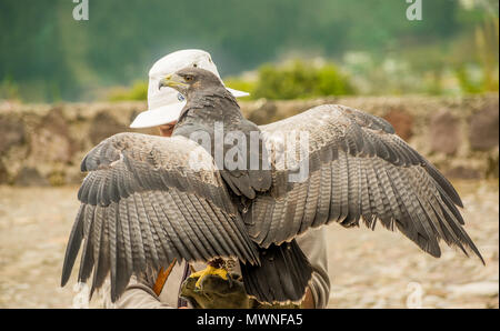 OTAVALO, ECUADOR - MAY 29, 2018: A black-chested Buzzard eagle lands on the gloved hand of a bird handler at Condor Park in Otavalo. The is home to many endangered South American bird species Stock Photo