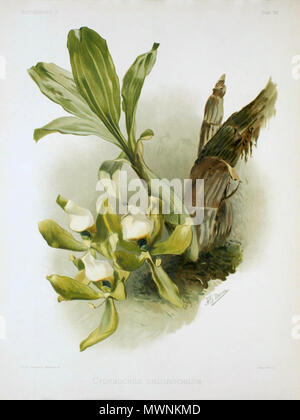 . English: Illustration of Cycnoches chlorochilon from F. Sander: Reichenbachia . 1892. F. Sander 515 Reichenbachia - Second Series vol. 1 (TAB. 39) Stock Photo