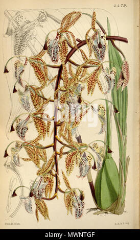 . Illustration of Polycycnis barbata (as syn. Cycnoches barbatum, spelled Cychnoches barbatum) . 1849. Walter Hood Fitch (1817-1892) del. et lith. 492 Polycycnis barbata (as Cycnoches barbatum, spelled Cychnoches barbatum) - Curtis' 75 (Ser. 3 no. 5) pl. 4455 (1849) Stock Photo